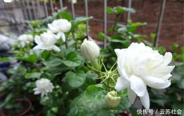 养茉莉花，掌握这5个“小窍门”，一年能开四岔花，简直是“开花机器”