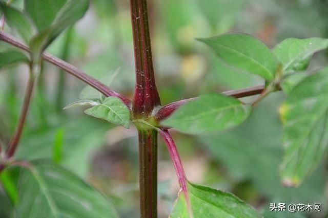 野菜|一种野草,农村人把它当滋补野菜,不要叶子只要根,这是珍贵药材