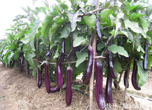 维生素p|立秋后,茄子和此物同食,对身体十分有益,却有很多人不清楚!
