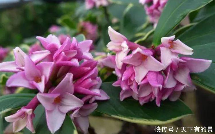 最香的花,家养一盆,满屋飘香,一盆千百朵,枝头花苞满