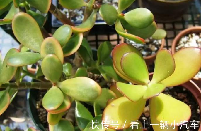 多浆植物厚脸皮,原来这么养上两三年就能成老桩盆景