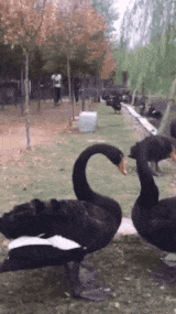 |搞笑GIF:厉害了,这样撩妹才叫帅!