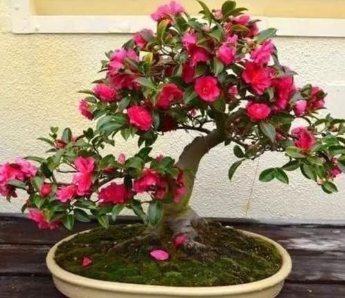 超漂亮的4种花，浇点水就狂开花，开成花海美极了