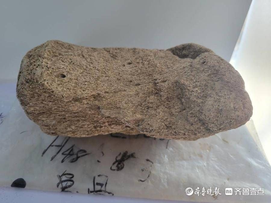 骨器&高铁下的考古⑥：发现4000年前鲸鱼骨，还有 “鹿角靴形器”