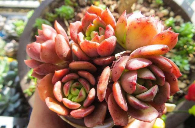 缺水|多肉想美,全靠浇水!教你详细攻略,又美又胖,还不长虫