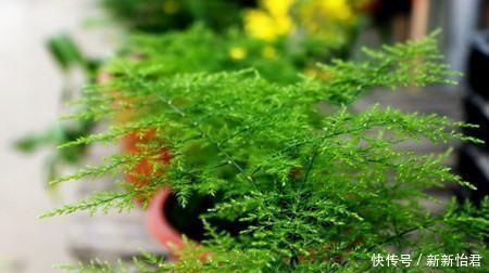 万能肥|养花“万能肥”,路边捡几块,分分钟让文竹、吊兰“爆盆”