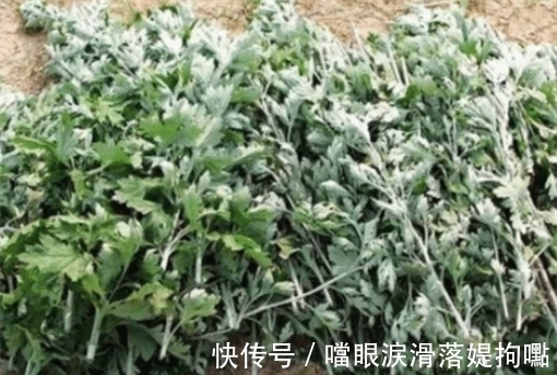 科学家|科学家发现一种植物,能在16小时内杀死癌细胞,癌症有救了?