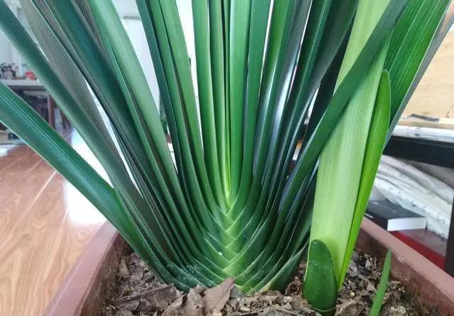 君子兰|养花30年老花匠的5个“小秘方”赶紧学起来再也不怕养花出问题了