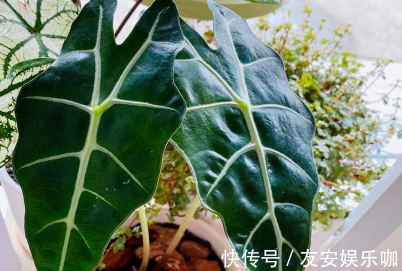 摆室内,为了净化空气,选什么盆栽?这4款大叶子植物堪称首选