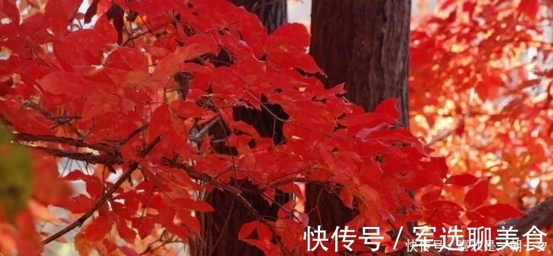 唯美&杜牧这首诗美得令人心醉,短短的28个字,写出了充满诗意的秋天!