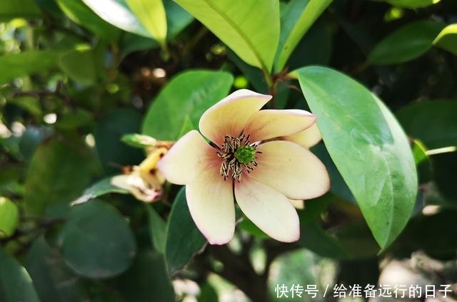 微微风含情,朵朵花含笑