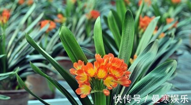 堆肥土|君子兰,四季海棠以下养殖,花苞一波接一波,叶茂花艳花开不断