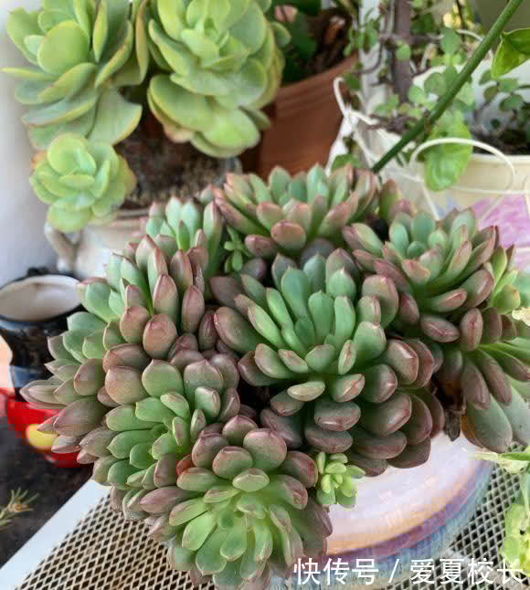 多肉|多肉养的时间久了,失去了兴致,家里还剩下这么多,该怎么处理