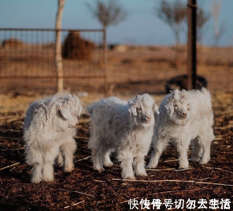 loro 卷福基努里维斯,在打造绅士这点上心有灵犀