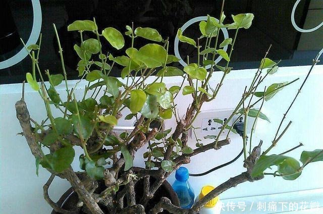 这2种花养成老桩不划算,不及时修剪,花都不开了!