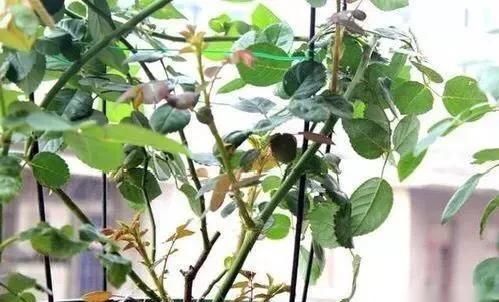 室内养月季,记住3点“技巧”,每隔10天就有新的花苞,花繁叶茂