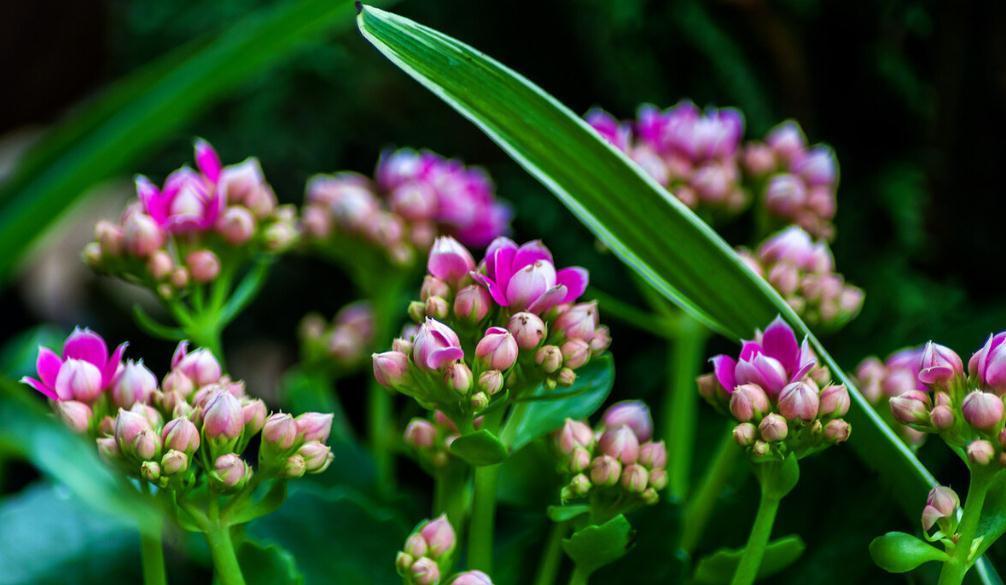 长寿花好看却养不好,对照这“7点”,来看看问题出在哪