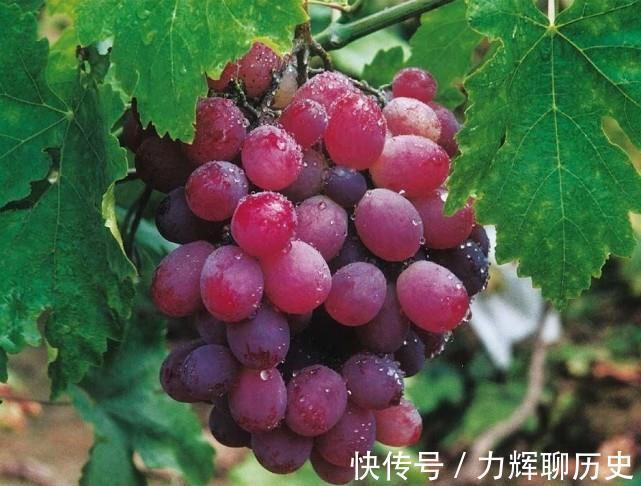 木瓜|比木瓜还下奶,医生直言:5种水果,奶多不发胖,对宝宝好