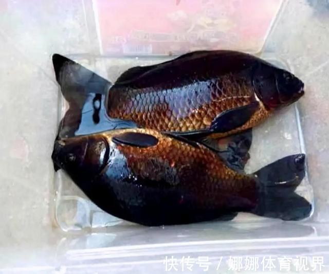 漆黑色|钓获罕见鲫鱼被劝放生:劝放生的大爷,您知道它是什么鱼吗?