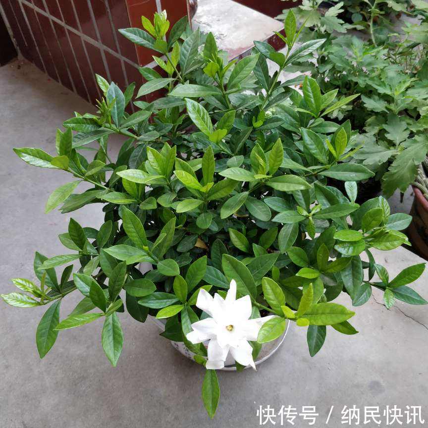 这花名字难听,长得却好看,花香淡雅,朋友看了都想种!