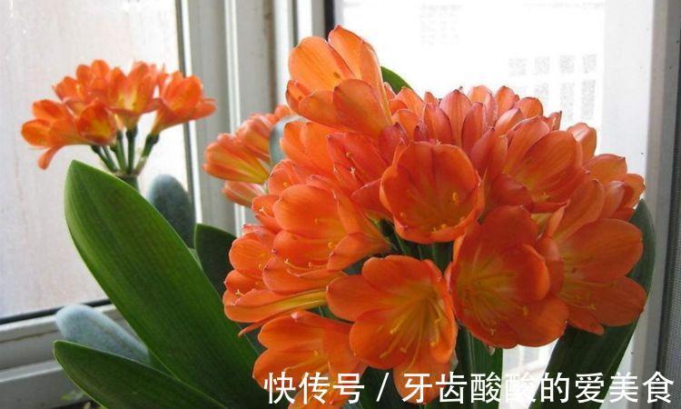 农历10月初4立冬后，养什么花？以下3种花，吉祥如意福气盈盈