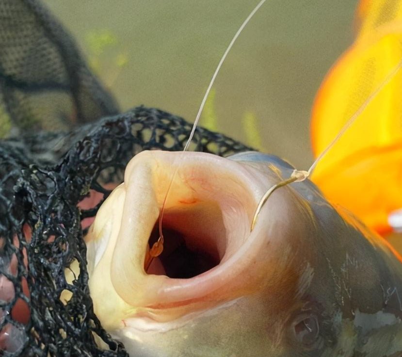 黑坑鱼突然停口怎么回事？老钓手教你妙招轻松解决