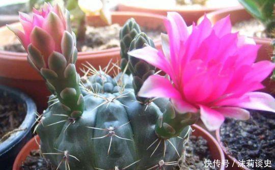 4款花又美又香,好养易管理,花美赛牡丹,颜值超高的