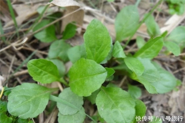 营养价值|农村一种野菜，长得一般，营养价值却比“土鸡”还补，你吃过吗？