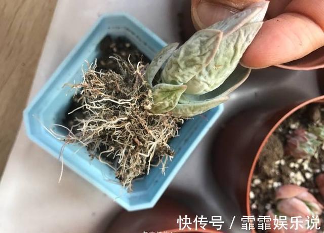 多肉植物越长越瘦是你不会捣鼓，教你4招，个个胖鼓鼓