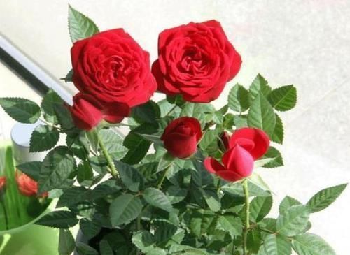 3種花女生必選，美容、助睡眠，家里養(yǎng)1盆，越變?cè)矫?
onload=