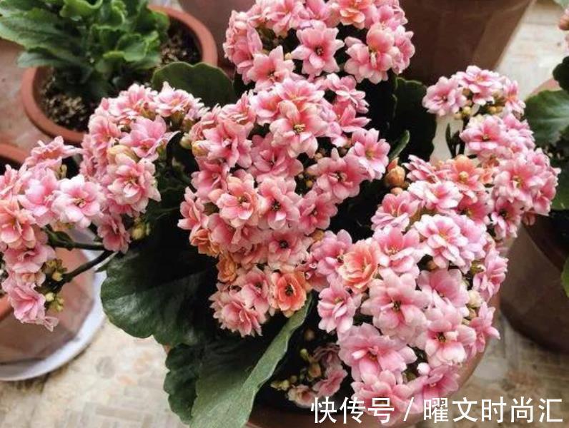 花芽|11月后养长寿花，2种花肥不能再用了，不然今年不开花，白养了