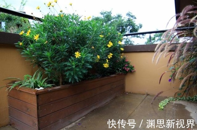 特制|此种垃圾别浪费,发酵成花肥,长寿花最爱吃,花期会爆盆