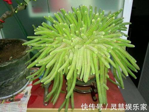 关键点|白檀仙人掌一折腾,呼呼爆崽,盆都快放不下!