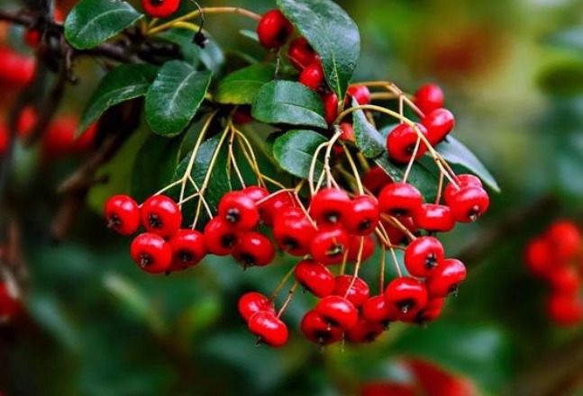 富二代最喜欢的3种花，不仅大气有档次还显财气，真是越养越有钱