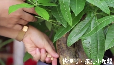 寓意好的发财树,这么养护,叶片不发黄!