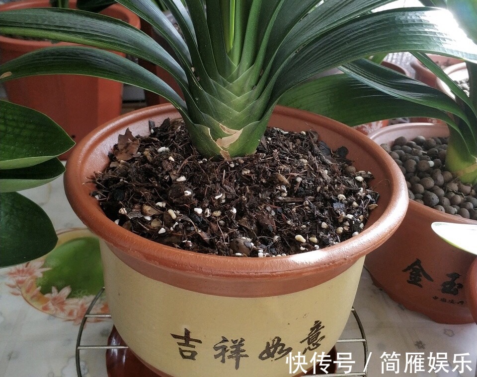 花卉|悄悄告诉你,养花高手都会的10个“小妙招”,学会以后,事半功倍