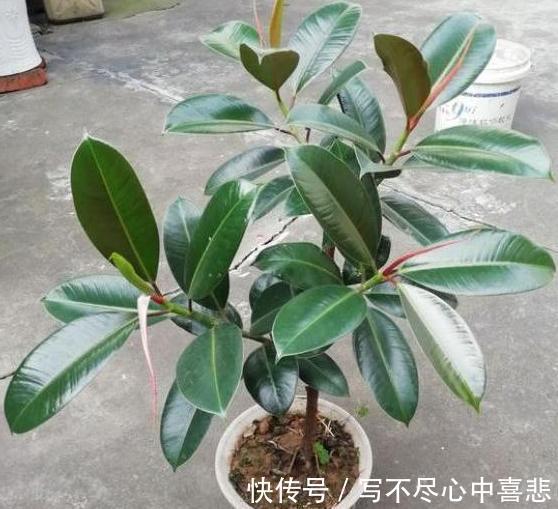 陶冶性情盆栽这5款植物，观赏价值高，新手都能轻松养活