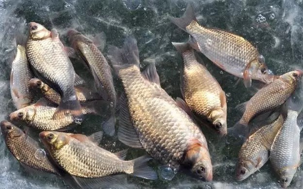 冬天钓鱼想找到鲫鱼一点也不难,按我的方法做,几分钟就能搞定!