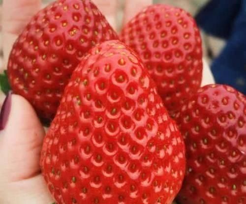 菠菜|养肝不要迷茫,平时多吃4物,或能助你清肝明目,养护肝脏