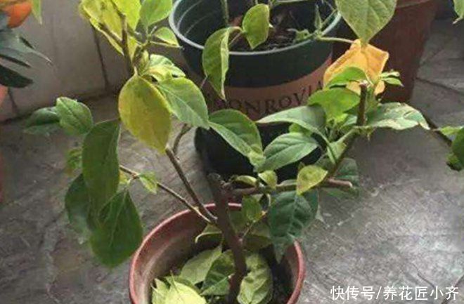 三角梅|如果三角梅变成光杆，4个原因会引起落叶，遇到用点技巧就能恢复