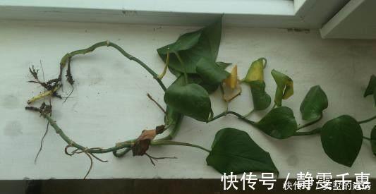 明亮处|养花烂根了,全扔掉?别,一个小方法立马满血复活