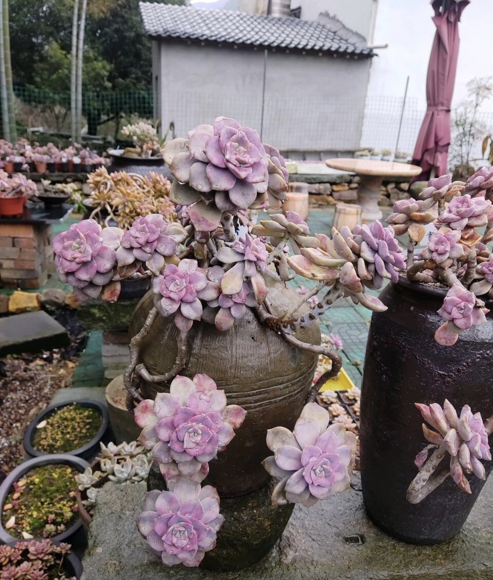 皮实的4种多肉,一年变成老桩,新手、老手都喜欢