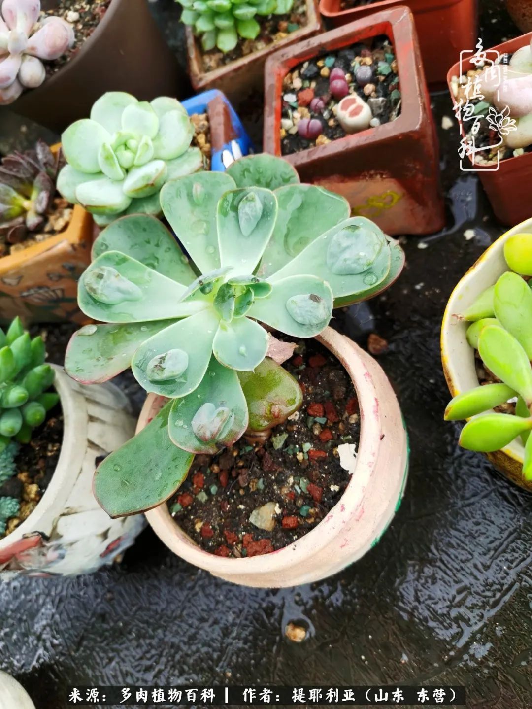 多肉植物|人如多肉,经阳光雨露历练后,亦会越挫越勇!