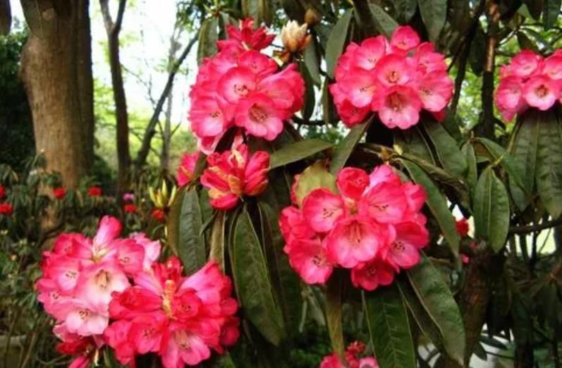 花卉|公认不好养的5种花,新手不要轻易尝试,养一盆死一盆白费力