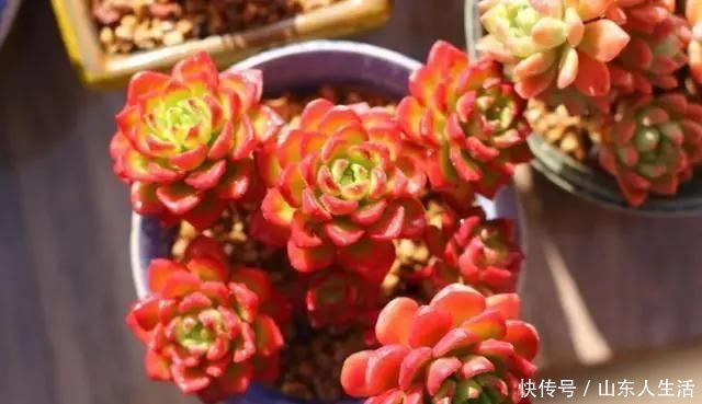 祝你好运|李大姐养多肉10多年,总结6个好品种,新手也能养成“漂亮老桩”