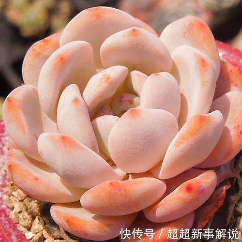 品种|史上最全的莲座状多肉植物大全(上)