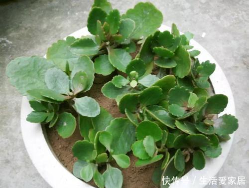 值得|12月养花选它,越冷开得越旺,丢阳台上就能开满盆,值得拥有!