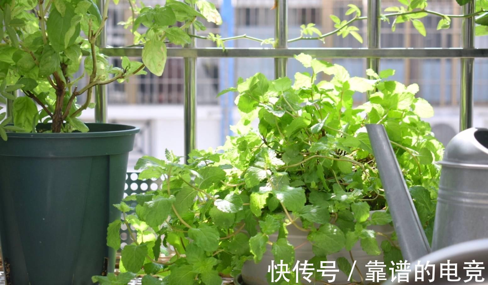 薄荷怎么过冬?做好一点,来年枝繁叶茂,迅速疯长到爆盆