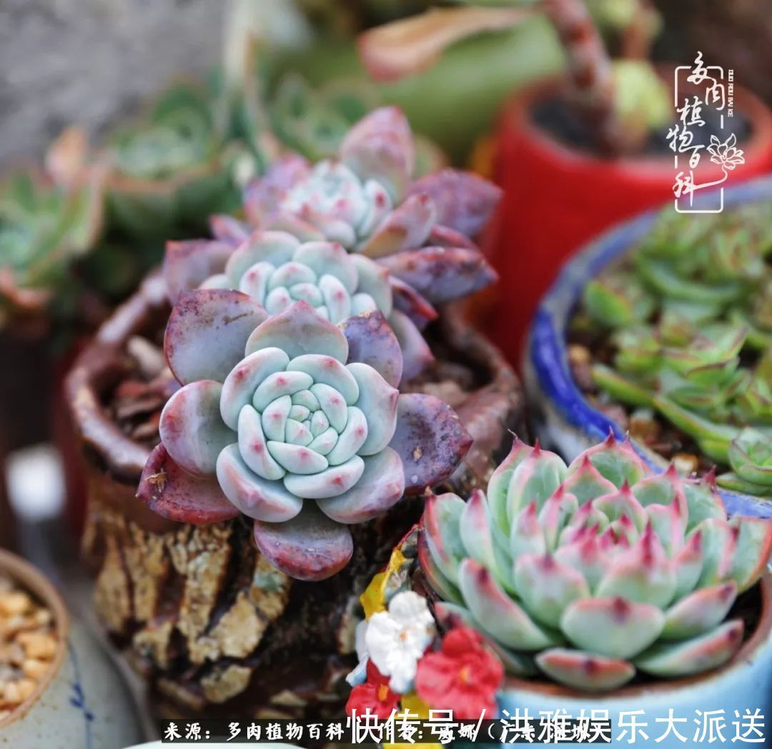 橙梦露|笼子里露养的多肉,越养越美!有多肉的日子伴着小确幸!