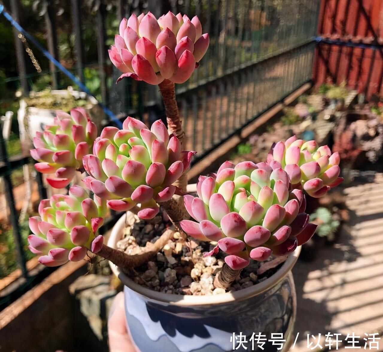 杀灭|养花得了蚧壳虫，密密麻麻让人头疼，不花一分钱，教你杀灭蚧壳虫